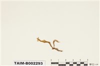 藏品(青苔科)的圖片